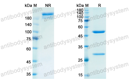 [Antibodysystem] Research Grade Semorinemab