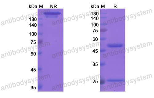 [Antibodysystem] Research Grade Bapineuzumab