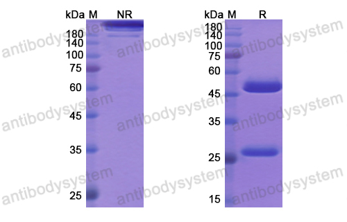 [Antibodysystem] Research Grade Solanezumab