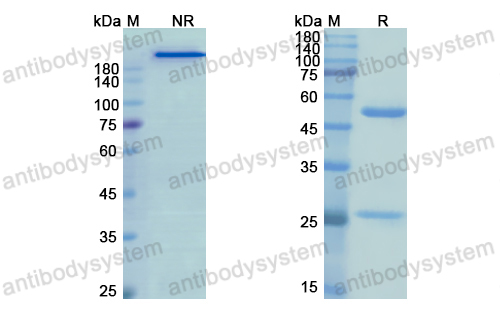 [Antibodysystem] Research Grade Tomuzotuximab