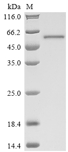 [Cusabio] Recombinant Mycobacterium tuberculosis Lanosterol 14-alpha demethylase (cyp51)