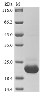 [Cusabio] Recombinant Danio rerio Erythropoietin (epo)