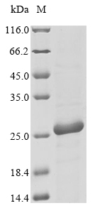 [Cusabio] Recombinant Apium graveolens Major allergen Api g 1, isoallergen 2