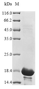 [Cusabio] Recombinant Vaccinia virus Protein A33 (A33R), partial