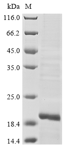 [Cusabio] Recombinant Human Lymphocyte antigen 96 (LY96) (R56G)