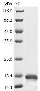 [Cusabio] Recombinant Human C-C motif chemokine 2 (CCL2)