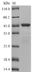 [Cusabio] Recombinant Human Keratin, type I cytoskeletal 19 (KRT19)