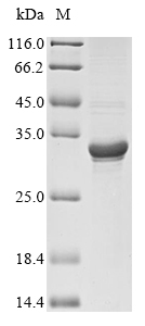 [Cusabio] Recombinant Hypoderma lineatum Collagenase