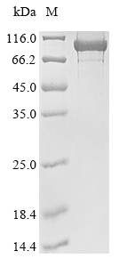 [Cusabio] Recombinant Escherichia coli DNA gyrase subunit A (gyrA) (D87G)