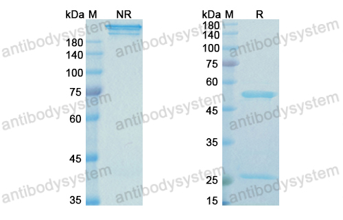 [Antibodysystem] Research Grade Modotuximab