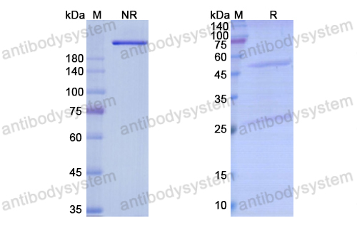 [Antibodysystem] Research Grade Pacmilimab