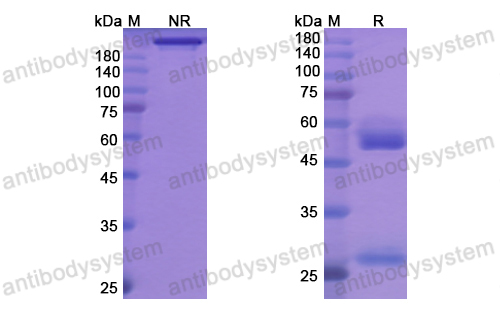 [Antibodysystem] Research Grade Tremelimumab