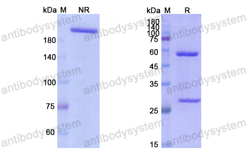 [Antibodysystem] Research Grade Zalifrelimab