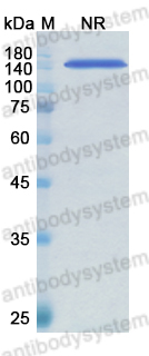 [Antibodysystem] Research Grade Arcitumomab