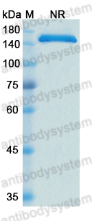 [Antibodysystem] Research Grade Cergutuzumab