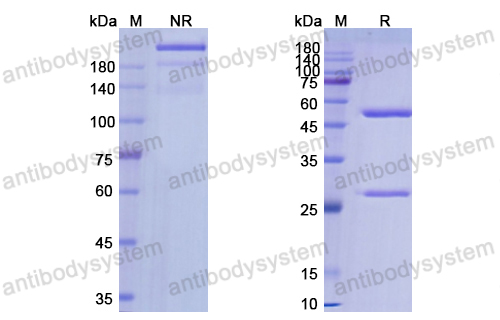 [Antibodysystem] Research Grade Labetuzumab