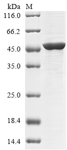 [Cusabio] Recombinant Rabies virus Glycoprotein (G), partial