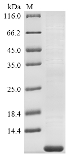 [Cusabio] Recombinant Human Tetraspanin-2 (TSPAN2), partial