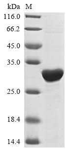 [Cusabio] Recombinant Mycobacterium tuberculosis Enoyl-[acyl-carrier-protein] reductase [NADH] (inhA)