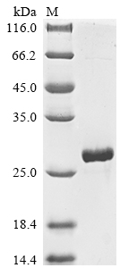 [Cusabio] Recombinant Olea europaea Pollen allergen Ole e 7, partial