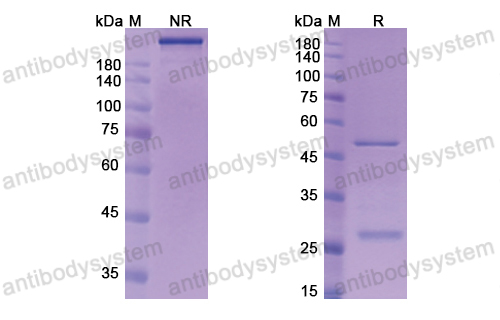 [Antibodysystem] Research Grade Urabrelimab