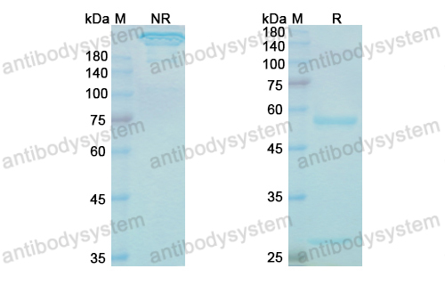 [Antibodysystem] Research Grade Lintuzumab