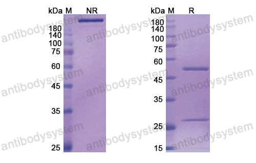 [Antibodysystem] Research Grade Bertilimumab