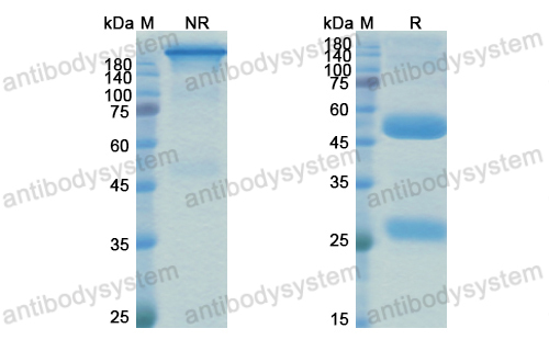 [Antibodysystem] Research Grade M802