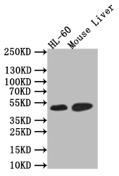 [Cusabio] HNF4A Recombinant Monoclonal Antibody