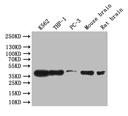 [Cusabio] CREB1 Recombinant Monoclonal Antibody