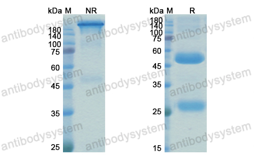 [Antibodysystem] Research Grade MEDI3185