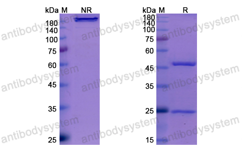 [Antibodysystem] Research Grade Amivantamab