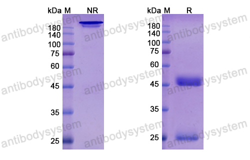 [Antibodysystem] Research Grade Loncastuximab