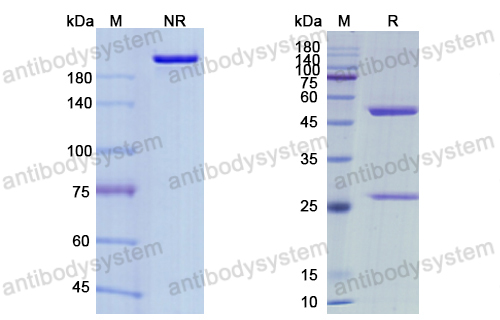 [Antibodysystem] Research Grade Maftivimab