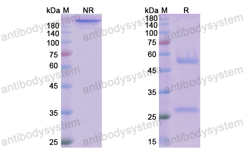 [Antibodysystem] Research Grade Nivolumab