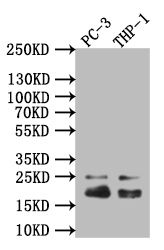 [Cusabio] CAV1 Recombinant Monoclonal Antibody