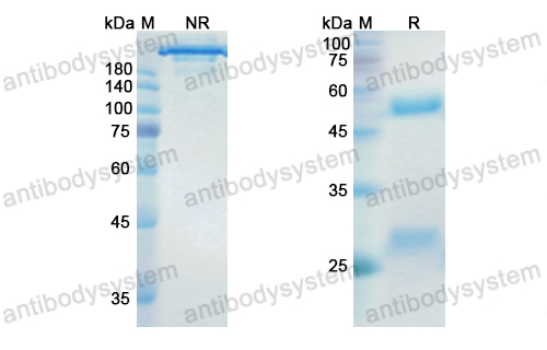 [Antibodysystem] Research Grade Dinutuximab