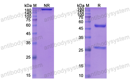 [Antibodysystem] Research Grade Siltuximab