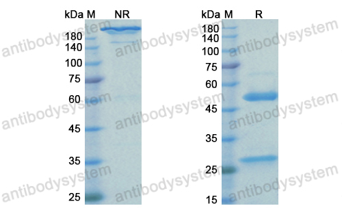 [Antibodysystem] Research Grade Pertuzumab