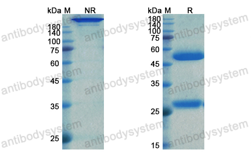 [Antibodysystem] Research Grade Tocilizumab