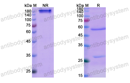 [Antibodysystem] Research Grade Denosumab