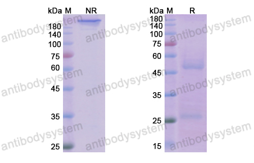 [Antibodysystem] Research Grade Ofatumumab