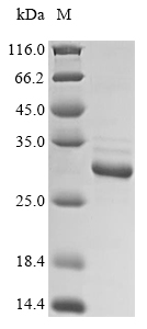 [Cusabio] Recombinant Zea mays Chitinase (chiA)