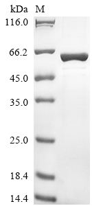 [Cusabio] Recombinant Human IgA-inducing protein homolog (IGIP)