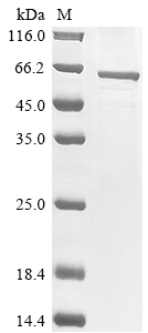 [Cusabio] Recombinant Anopheles gambiae Acetylcholinesterase (Ace), partial