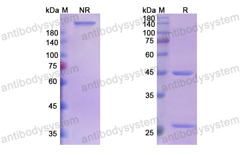 [Antibodysystem] Research Grade SYN-005-11E6