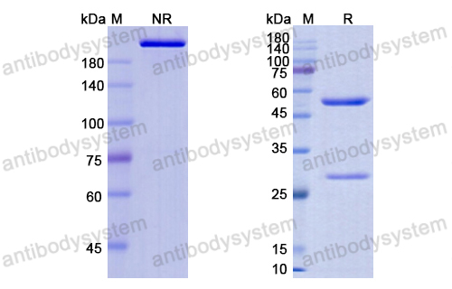 [Antibodysystem] Research Grade HuJ591-Gsmab