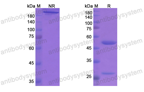 [Antibodysystem] Research Grade Aducanumab