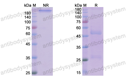 [Antibodysystem] Research Grade Laprituximab