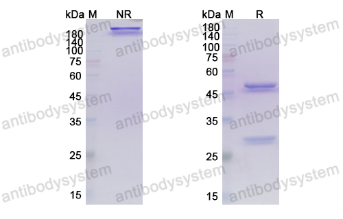 [Antibodysystem] Research Grade Tepoditamab